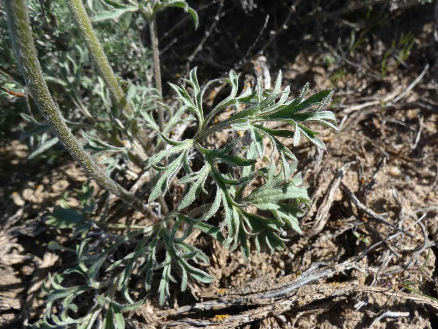 Изображение особи Ranunculus platyspermus.