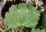 Ranunculus czimganicus