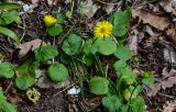 Doronicum orientale. Цветущие растения. Краснодарский край, Сочи, Хостинский р-н, Агурское ущ., широколиственный лес. 14.03.2025.