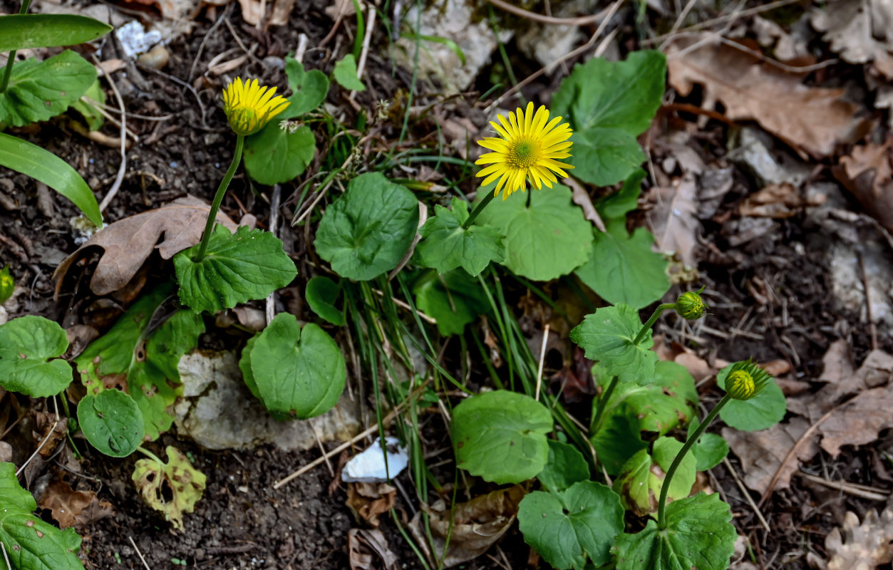 Image of Doronicum orientale specimen.