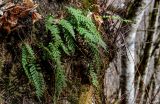 Polypodium vulgare