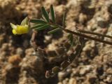 Hippocrepis ciliata