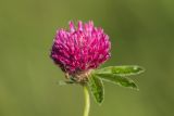 Trifolium alpestre. Соцветие в капельках росы. Краснодарский край, Отрадненский р-н, окр. хут. Ильич, балка Сухая 2-я, 750 м н.у.м., степной склон. 12.06.2025.