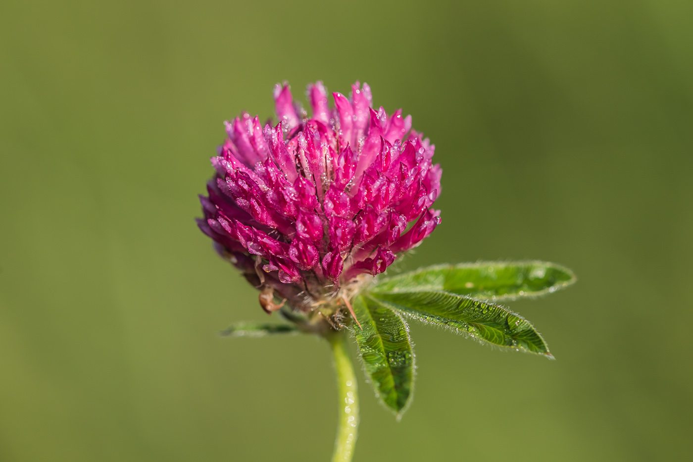 Image of Trifolium alpestre specimen.