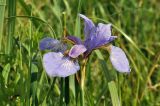 Iris sanguinea