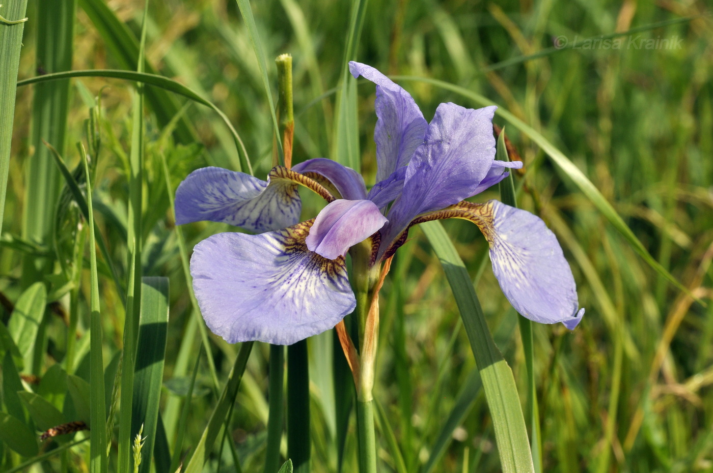 Изображение особи Iris sanguinea.
