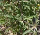 familia Dipsacaceae