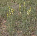 Linaria incompleta