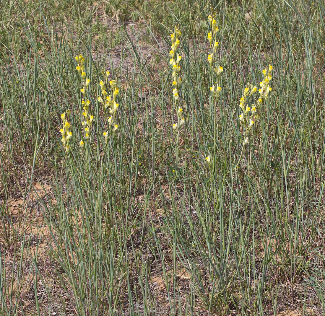 Image of Linaria incompleta specimen.