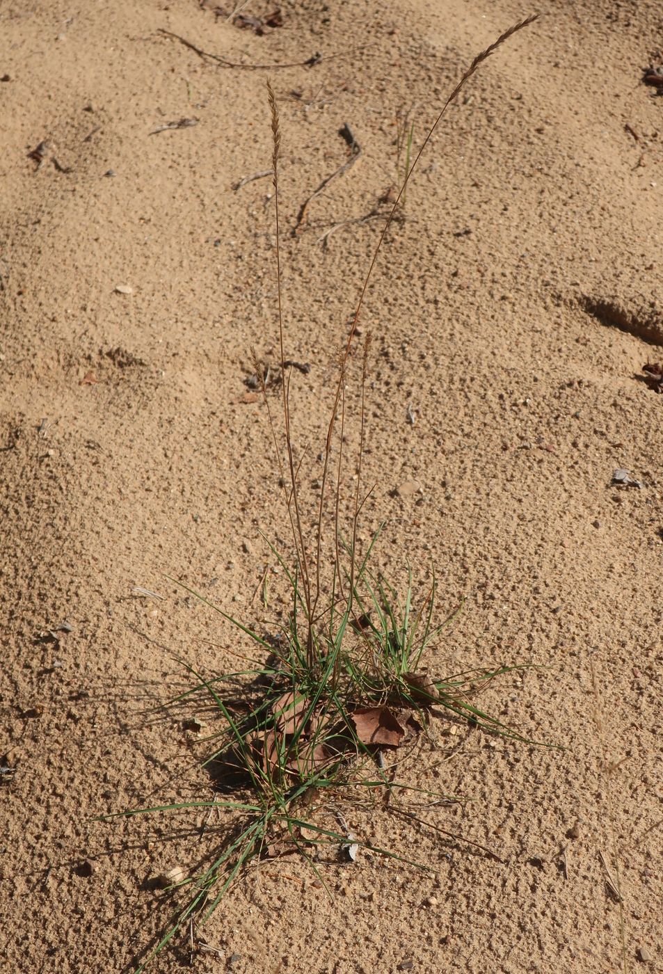 Image of Koeleria grandis specimen.