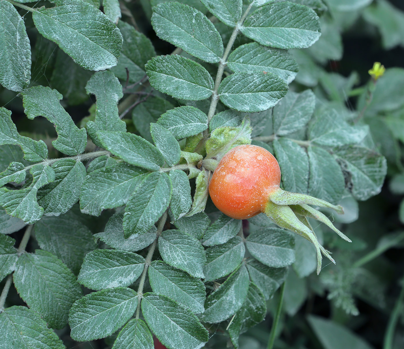 Изображение особи Rosa rugosa.