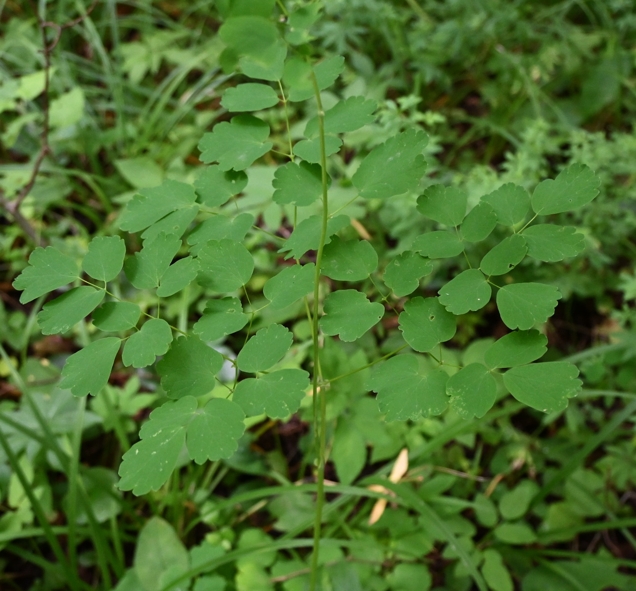 Изображение особи Thalictrum aquilegiifolium.