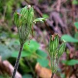 Primula elatior