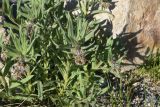 familia Boraginaceae. Растение с развивающимися соцветиями. Турция, ил Ван, р-н Битлис, кальдера Немрут, СВ берег оз. Немрут. 21 мая 2025 г.