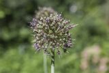 Allium rosenbachianum
