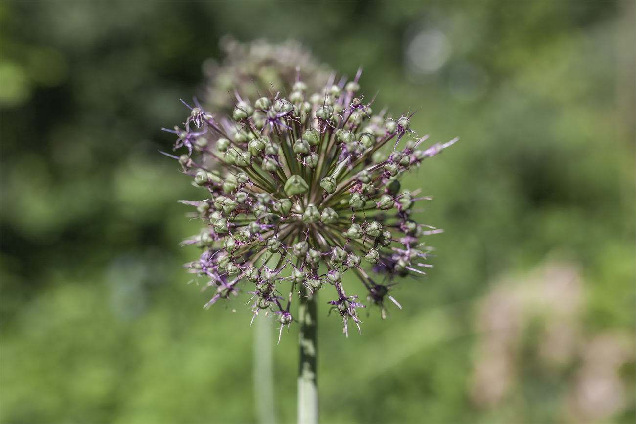 Изображение особи Allium rosenbachianum.