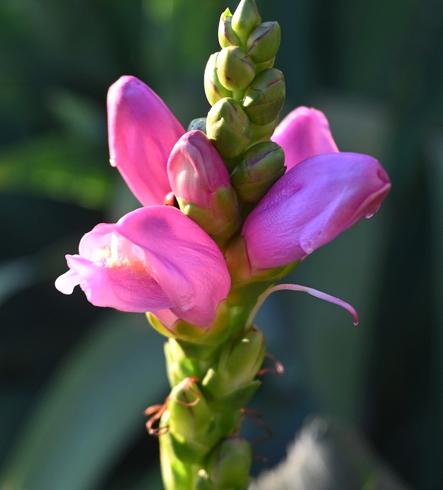 Изображение особи Chelone obliqua.