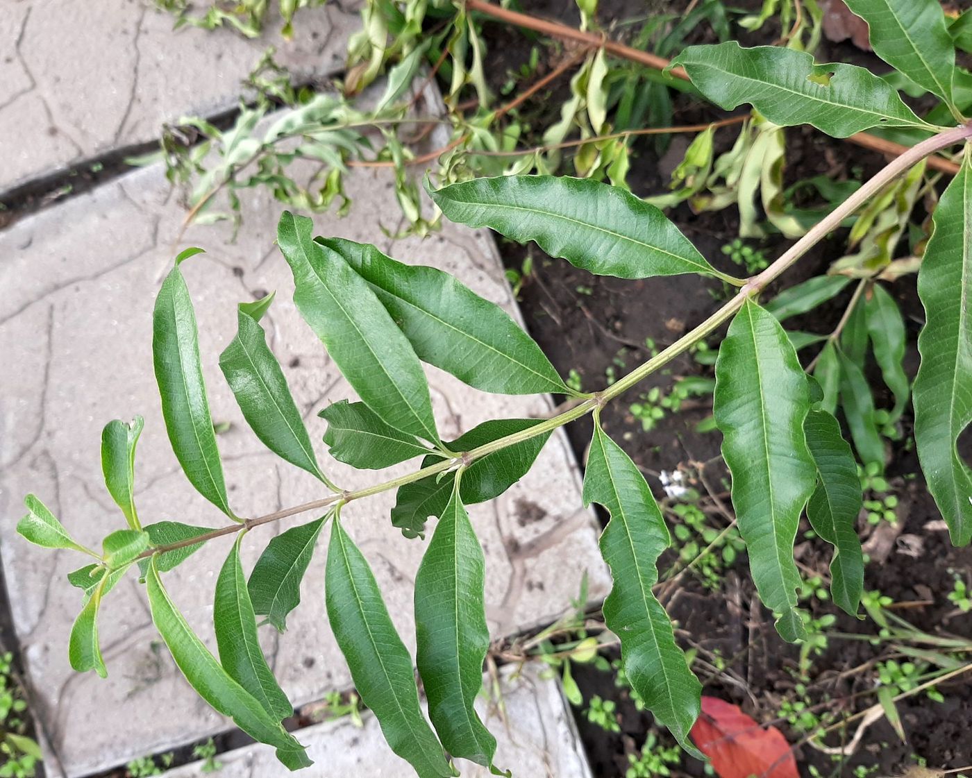 Изображение особи Aloysia citriodora.