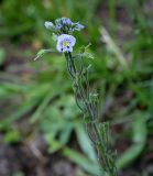 Veronica gentianoides