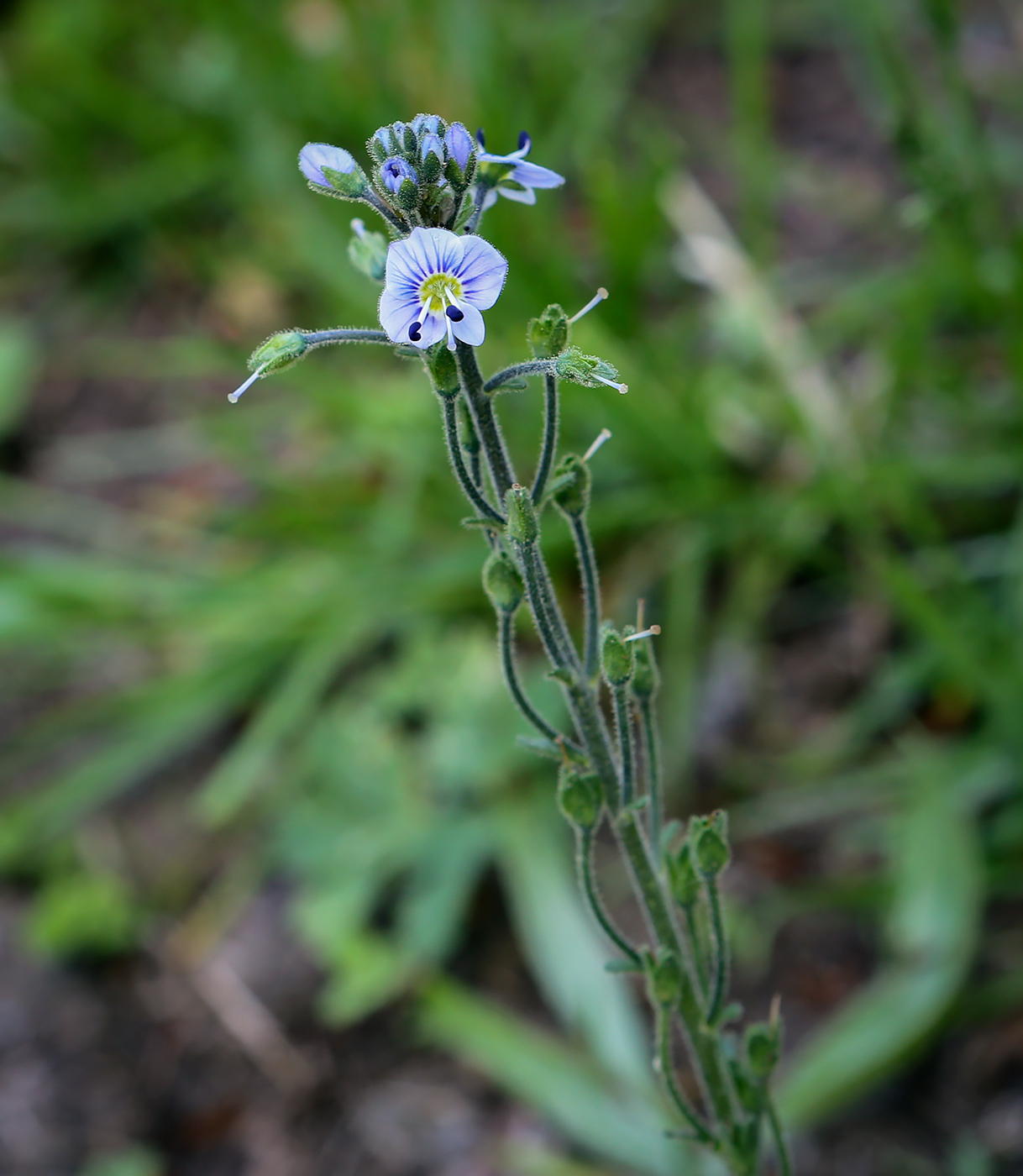 Изображение особи Veronica gentianoides.