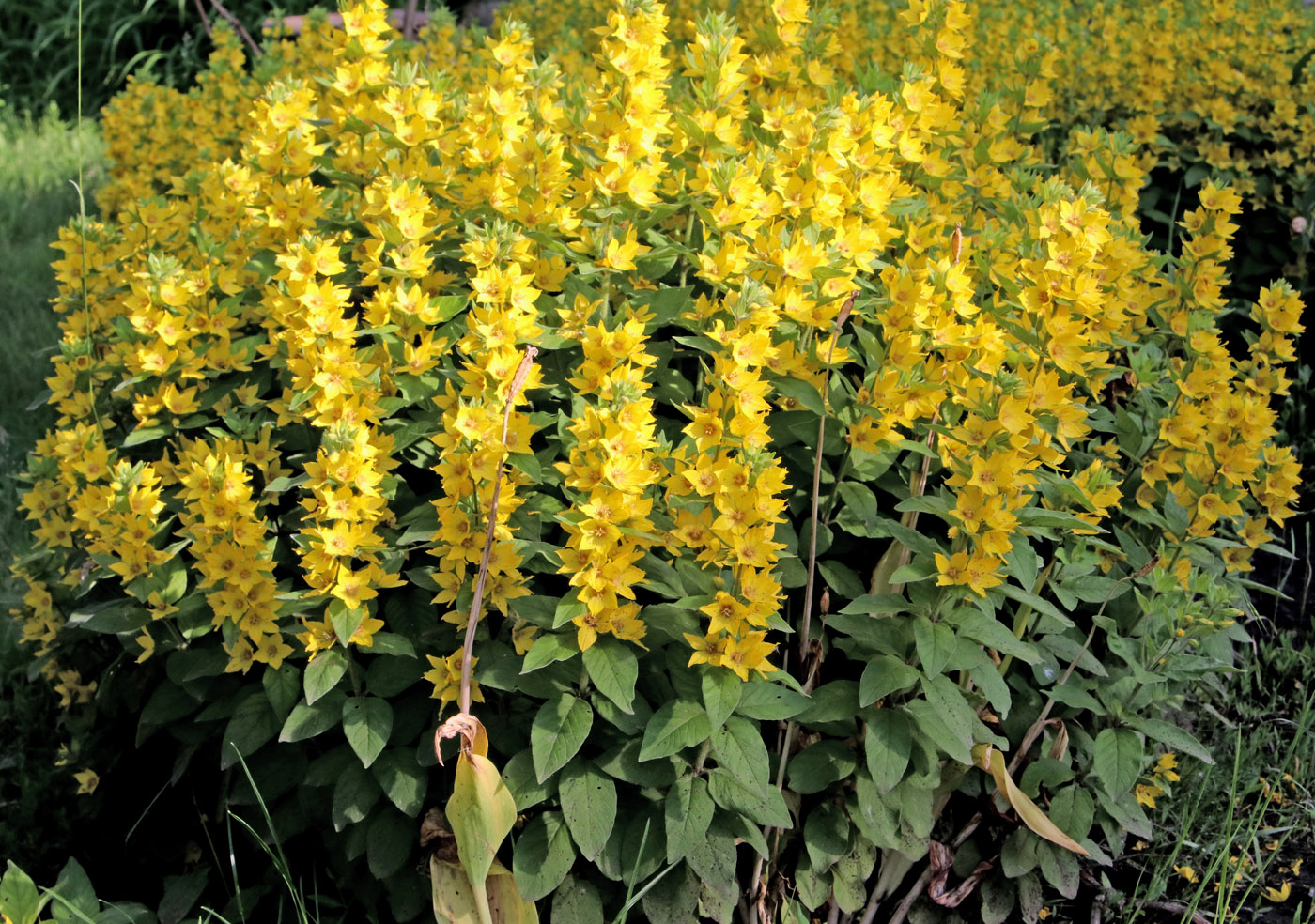 Image of Lysimachia punctata specimen.