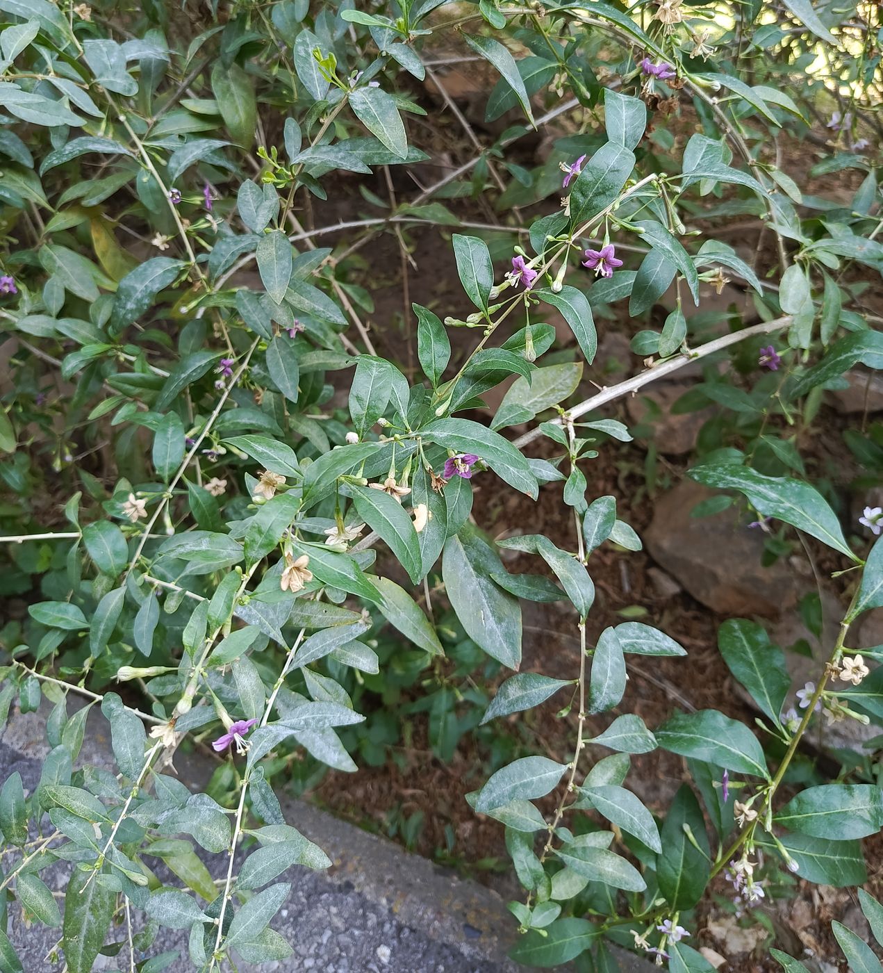 Изображение особи Lycium barbarum.