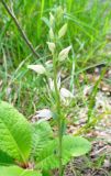 Cephalanthera epipactoides