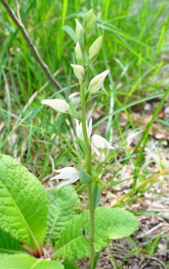 Image of Cephalanthera epipactoides specimen.