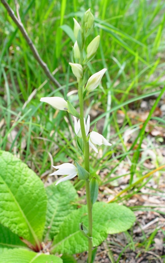 Изображение особи Cephalanthera epipactoides.