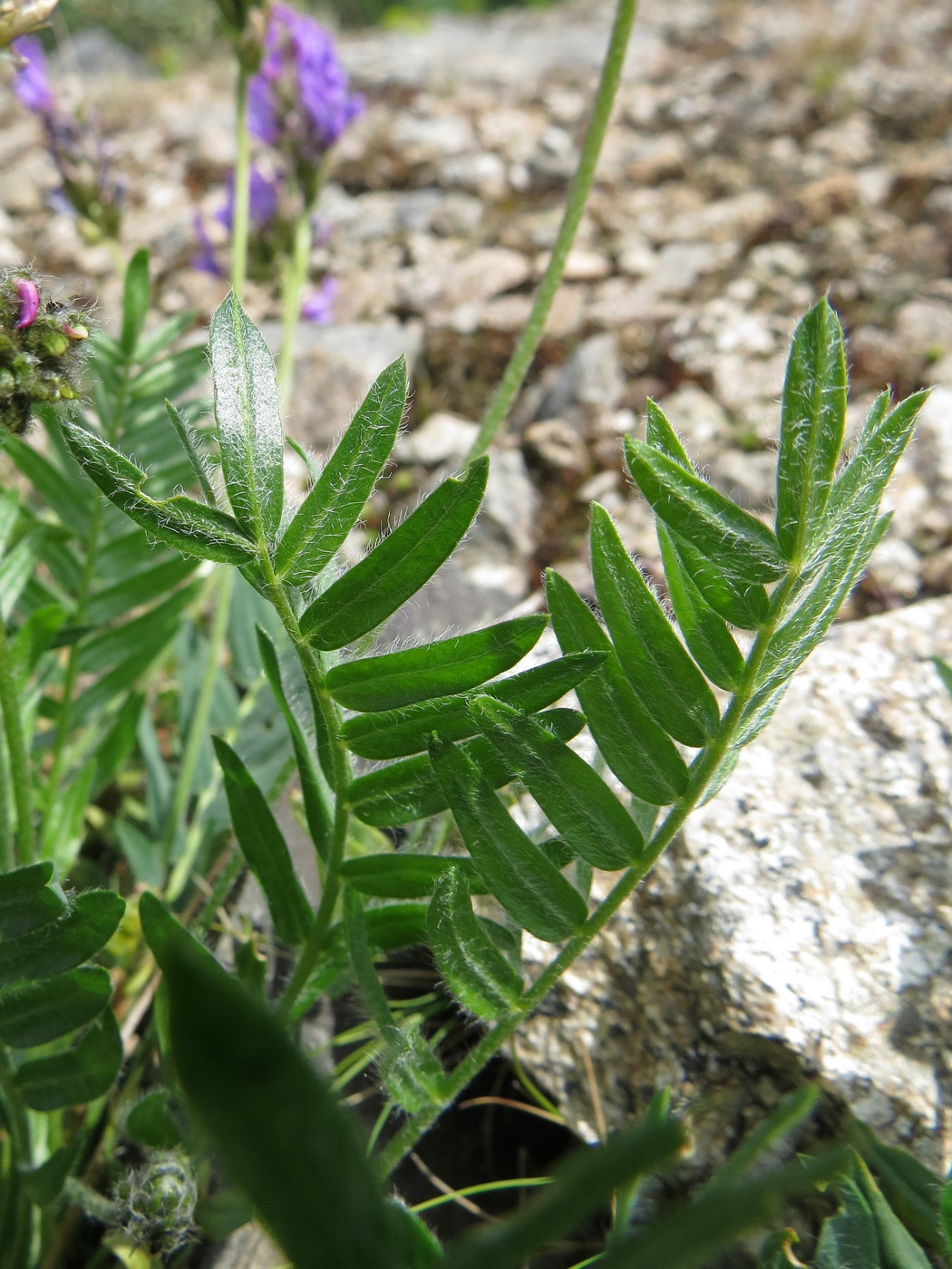 Изображение особи Oxytropis alpina.