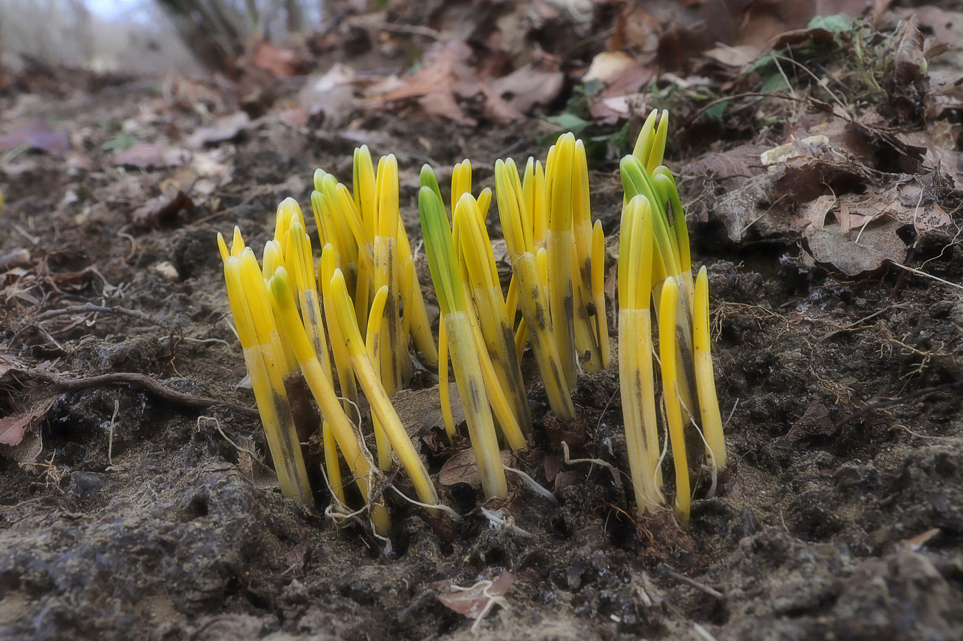 Изображение особи Galanthus plicatus.