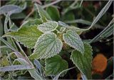 Urtica dioica. Верхушка побега с листьями в утренем инее. Московская обл., Раменский р-н, окр. дер. Хрипань, садовый участок. 30.10.2010.