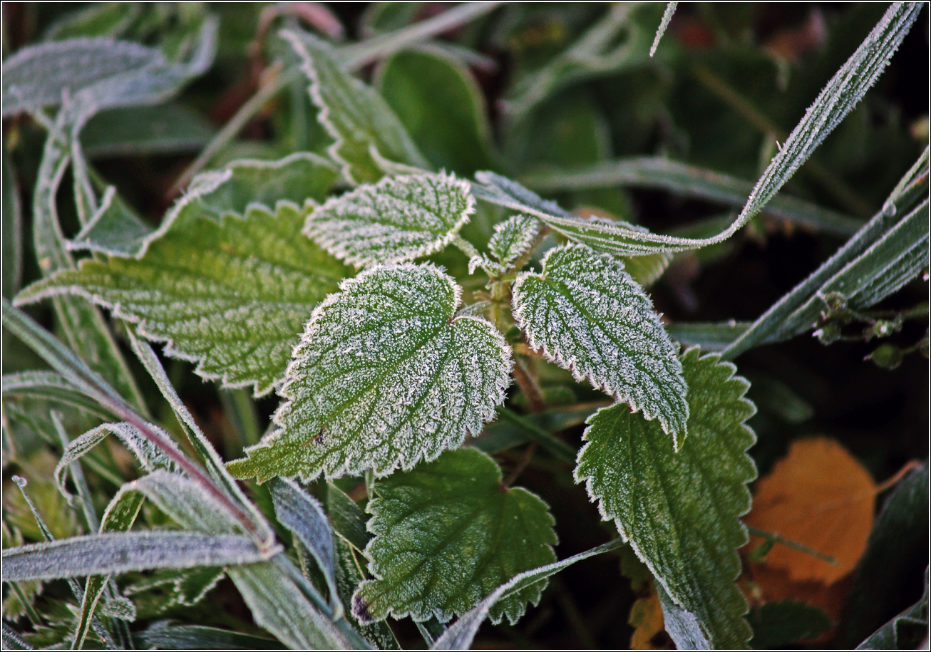 Image of Urtica dioica specimen.