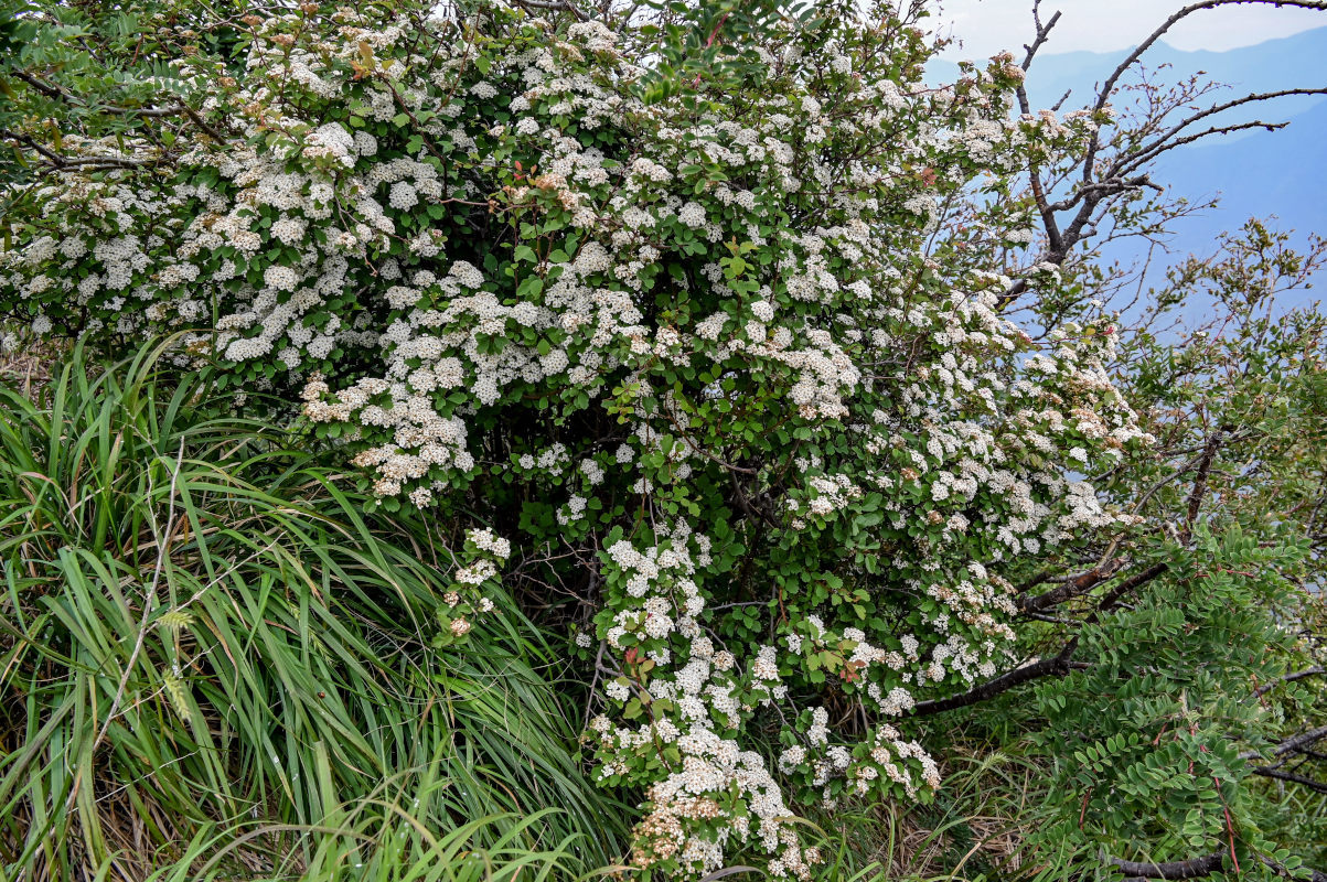 Изображение особи Spiraea blumei.