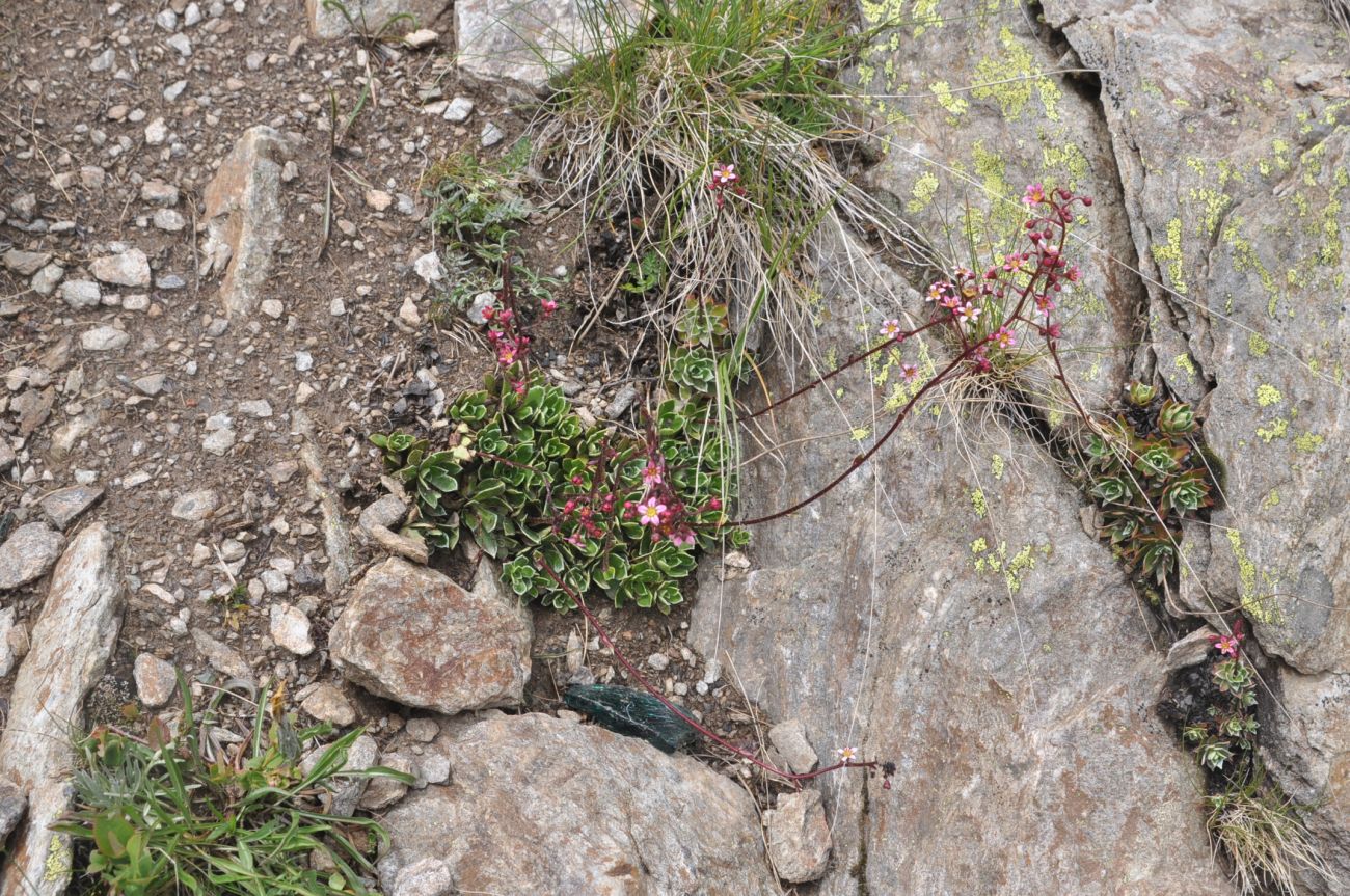 Изображение особи Saxifraga kolenatiana.