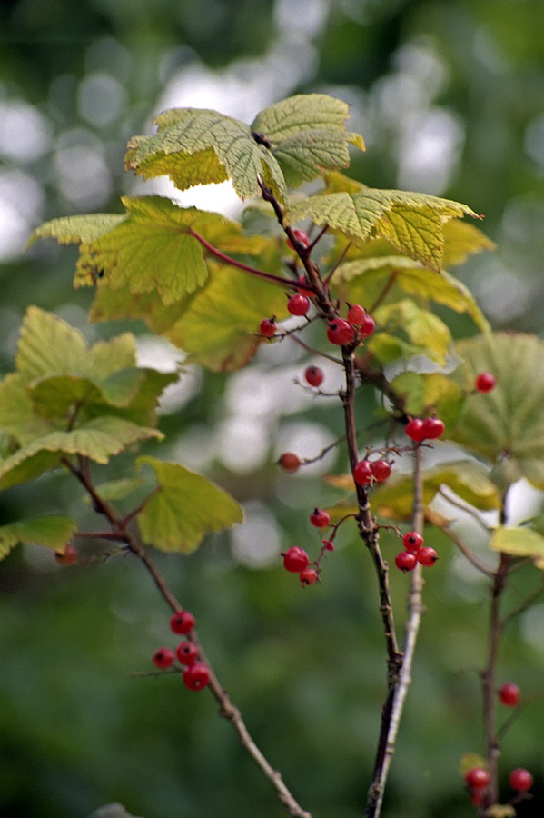 Image of Ribes latifolium specimen.