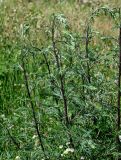 Artemisia vulgaris. Верхушки побегов с формирующимися соцветиями. Калининградская обл., Правдинский р-н, г. Правдинск, пустырь. 02.07.2025.