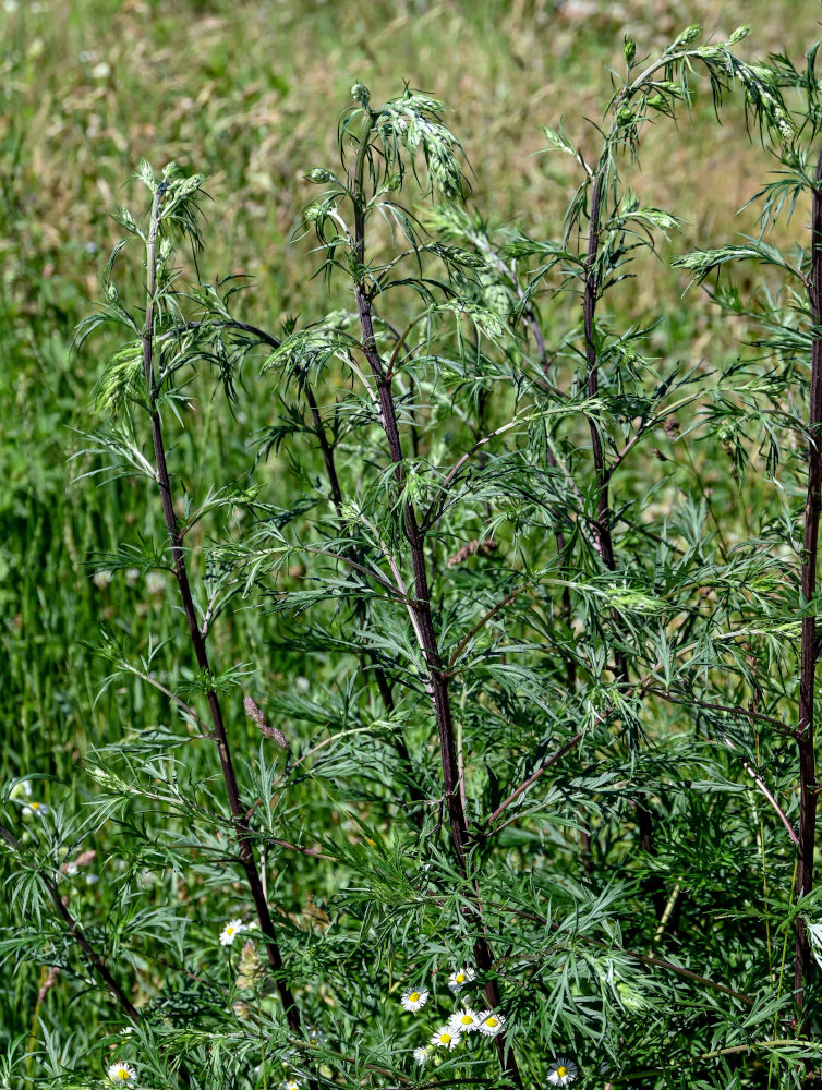 Изображение особи Artemisia vulgaris.