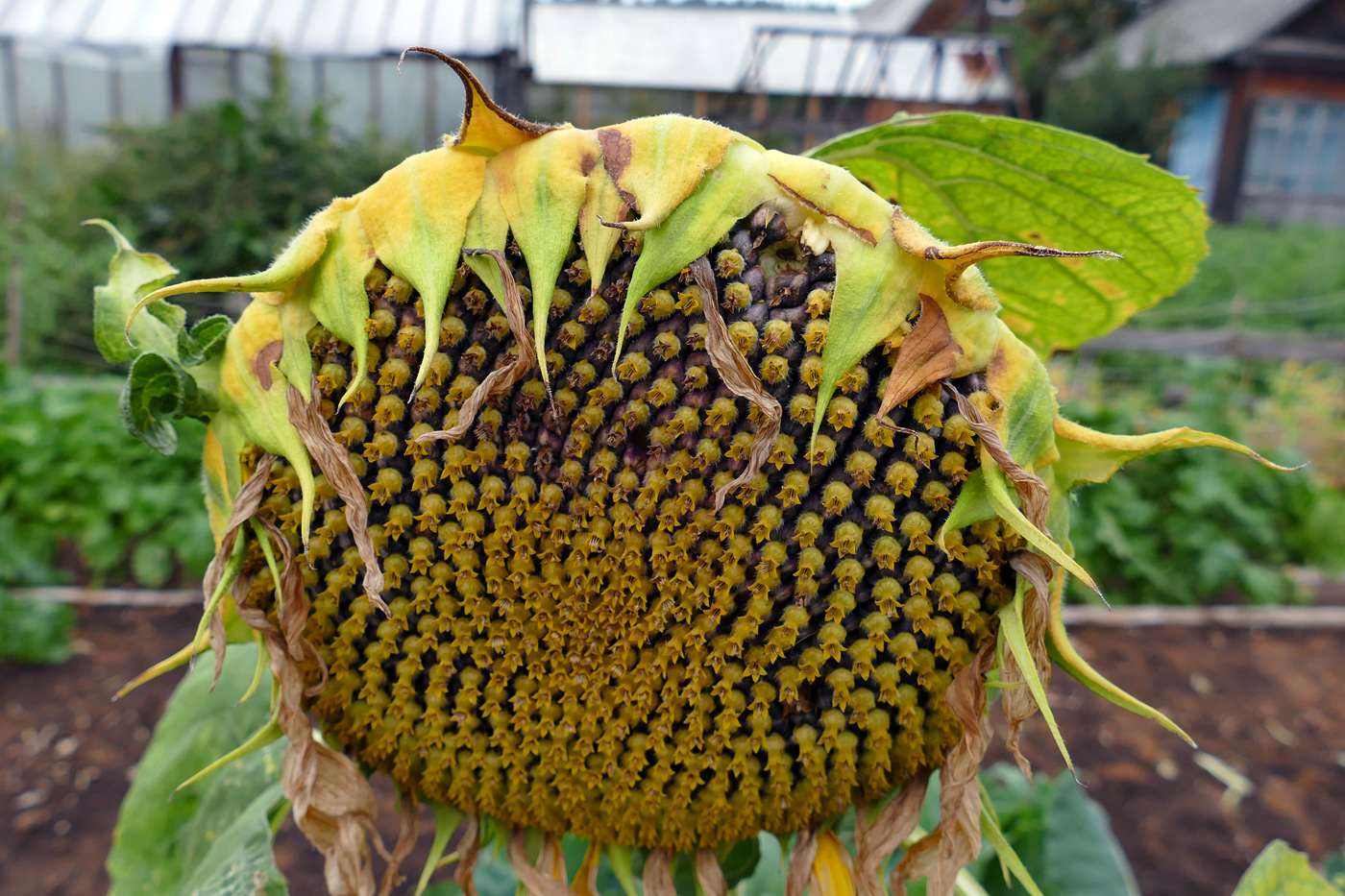 Image of Helianthus annuus specimen.