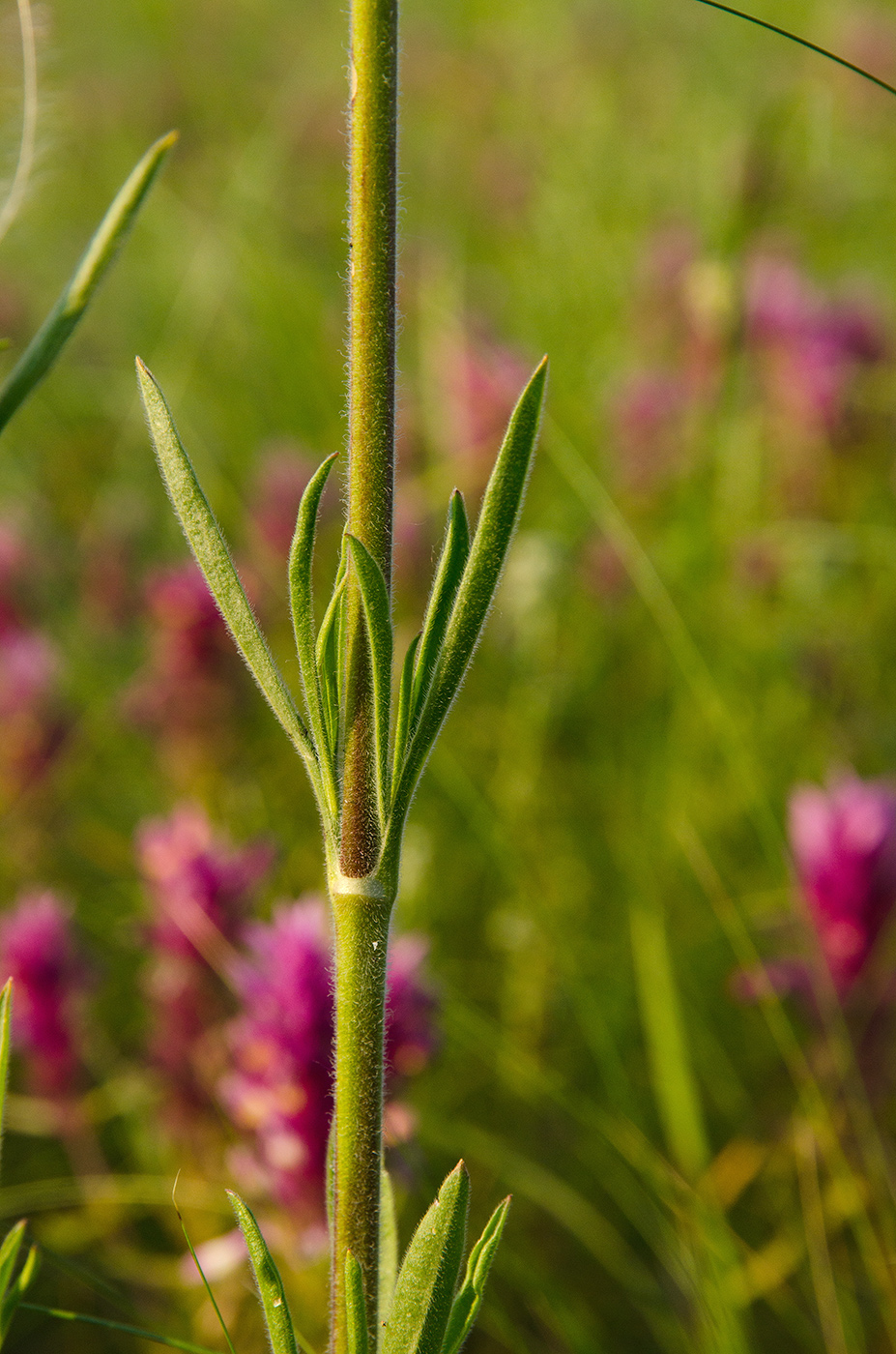 Изображение особи Silene chersonensis.