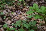 Cardamine quinquefolia. Цветущее растение. Республика Адыгея, Майкопский р-н, окр. пос. Каменномостский, нижняя часть ущелья р. Мишоко, широколиственный лес (дуб). 4 апреля 2026 г.