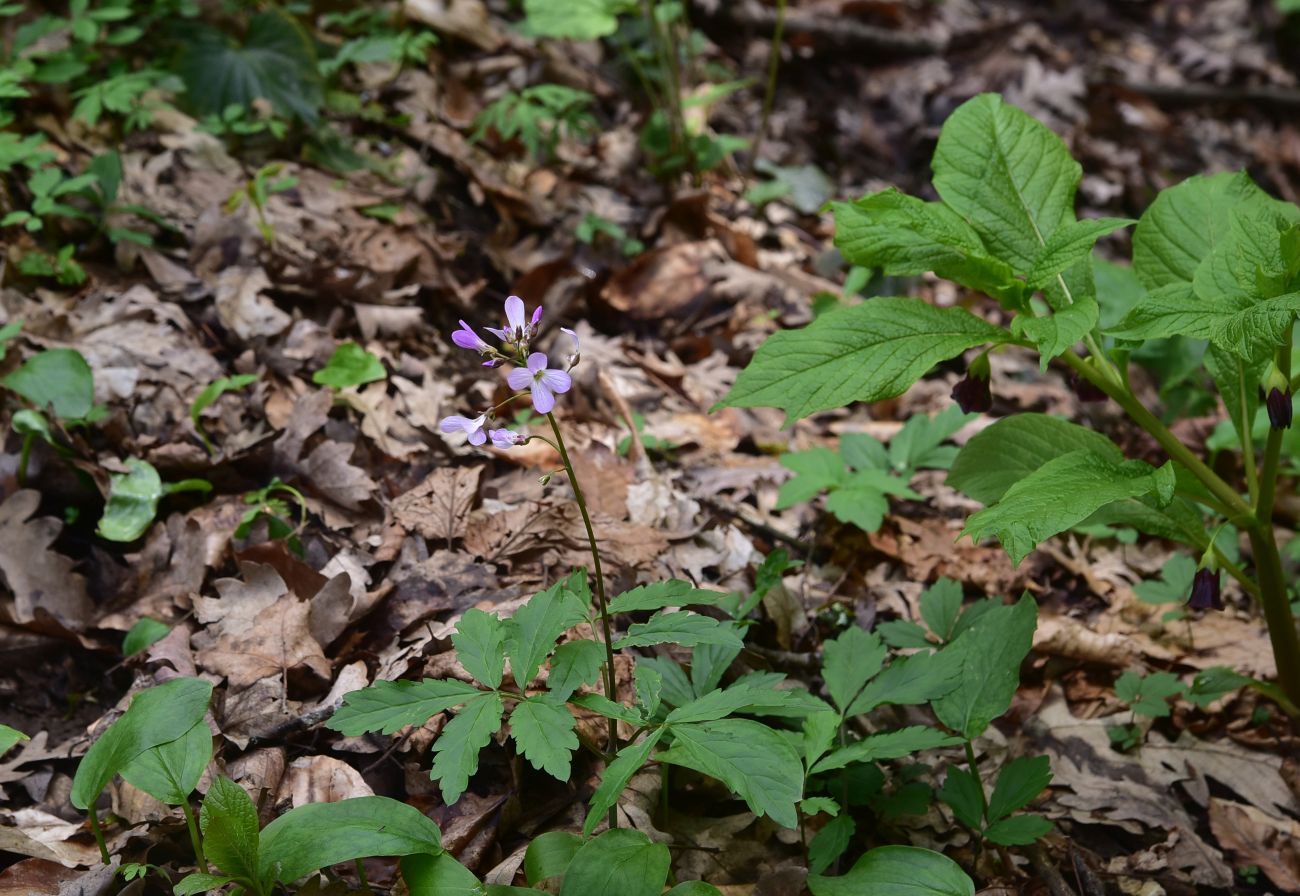 Image of Cardamine quinquefolia specimen.