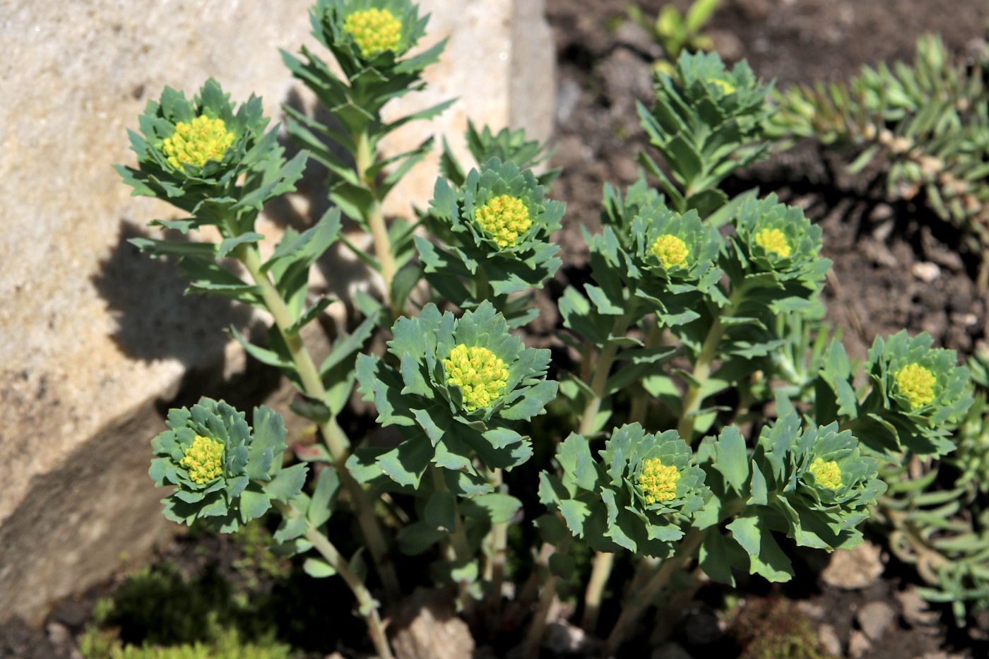 Изображение особи Rhodiola rosea.
