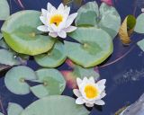 род Nymphaea