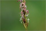 Anthoxanthum odoratum. Нижняя часть соцветия. Московская обл., Раменский р-н, окр. дер. Хрипань, садовый участок. 03.06.2026.
