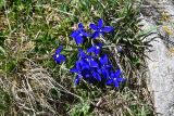Gentiana angulosa. Цветущие растения. Грузия, край Самцхе-Джавахети, Ниноцминдский муниципалитет, юго-восточный склон горы Патара-Абули, выс. 2650 м н.у.м., травянистый \"пятачок\" ок. внешней стены крепости Кероглы. 7 июня 2026 г.