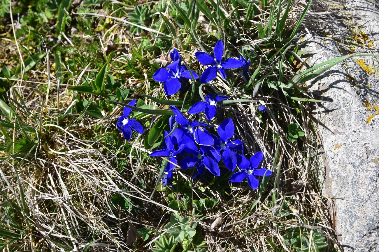 Image of Gentiana angulosa specimen.