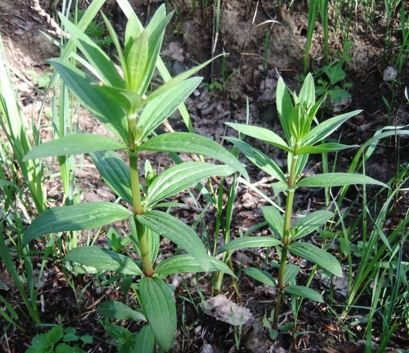 Image of Galium rubioides specimen.