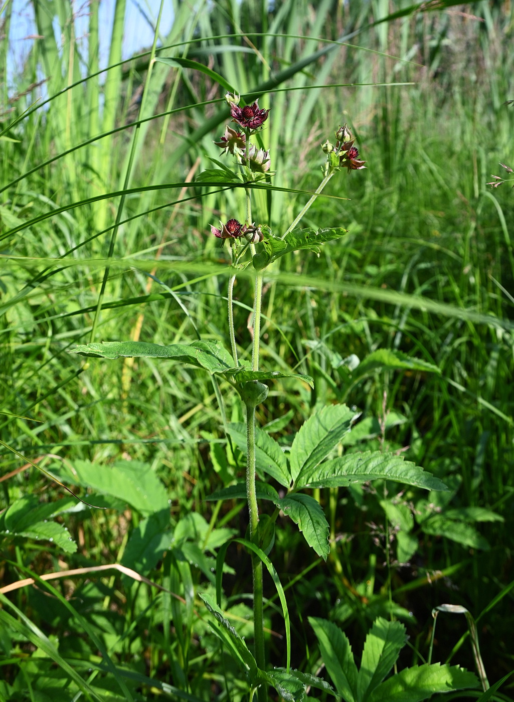 Изображение особи Comarum palustre.