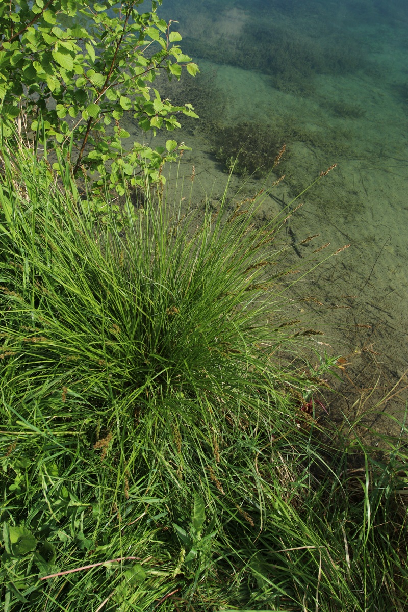 Image of Carex diandra specimen.